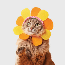 Boots Barkley Flower Cat Costume Headpiece Orange Pet Dress Up One Size NWT