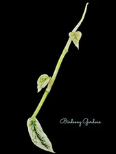 RARE Variegated Epipremnum Cebu Blue “Ghost” *Rooted* 3.5" Pot Entire Plant