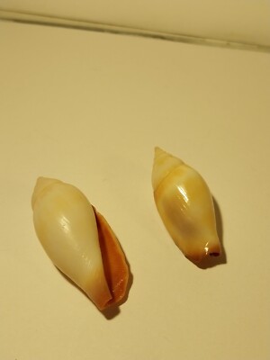 Lot Of 2 Hand Picked Hawaiian Fragile Conch Shells