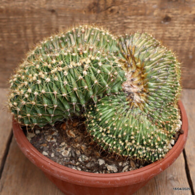 D1425 FEROCACTUS HORRIDUS CRESTED pot20-H14-W21 cm MaMa Cactus