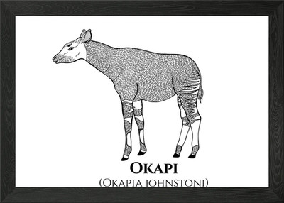 Okapi Art with Latin Name Framed Wall Art Poster Canvas Print Picture
