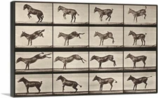 ARTCANVAS Donkey Bucking and Kicking Canvas Art Print by Eadweard Muybridge