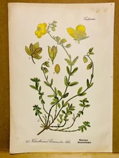 1886 ANTIQUE PICTURES LITHOGRAPH ART PRINT BOTANY FLOWER FLORA NATURE DECO PO...