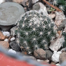 Mammillaria Coahuilensis BARE ROOT