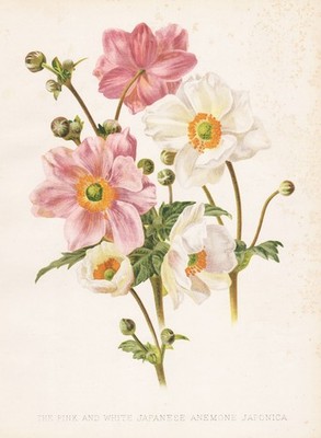 Japanese anemone Japan flowers Blumen Botanik Botany Robinson Litho
