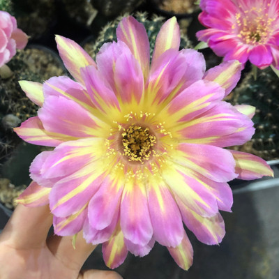 Lobivia Echinopsis Cactus Flowering Home Garden Bonsai Beautiful Plants 3-4cm