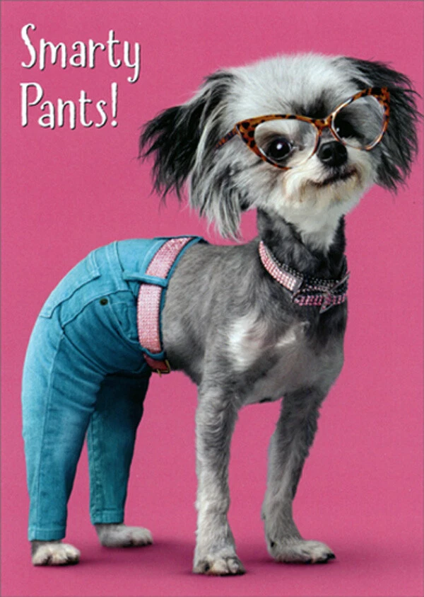 Dog top wearing jeans