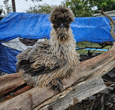 #ad 12 Silkie Chicken Hatching Eggs – Assorted Colors – NPIP – Fertile Eggs $75.00