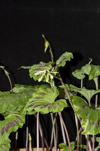 Bulb Nervilia plicata concolor Tertestrial Orchid plant - Picture 2 of 4