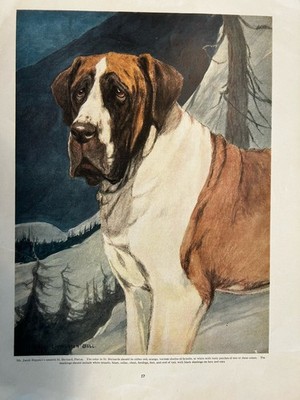 Antique Saint Bernard C1900 Print