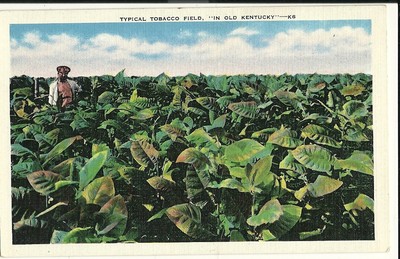 Burley Tobacco Field In Old Kentucky KY - K6 Occupational Work Related postcard