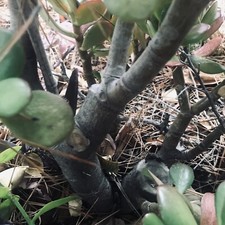 Jade Plant Crassula Ovata For bonsai. Pre-trimmed Shaping And Ships Bareroot.