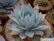 Echeveria Cante Seeds - 20 Pack: Elevate Your Succulent Collection with Stunning