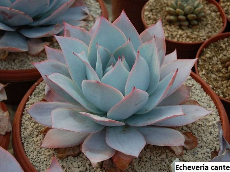 Semillas de cante Echeveria - Paquete de 20: eleva tu suculenta colección con impresionantes