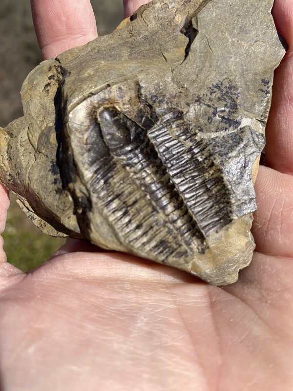 Trilobite Fossil, Cambrian period, Floyd County Georgia