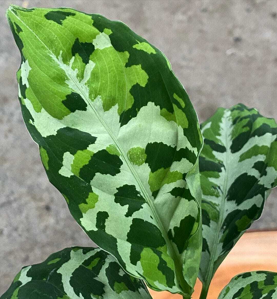 Aglaonema Pictum Tricolor 5 Plants Wholesale Free Phyto Dhl Express Shipping