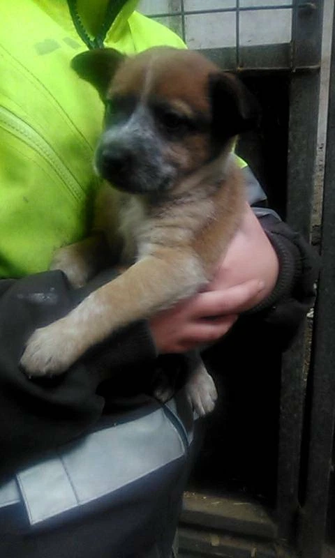 dogs and puppies gumtree