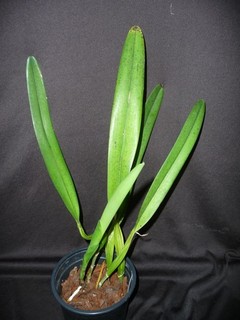 Laelia lobata `Rosenrot` x selbst seltene blühstarke Pflanze !