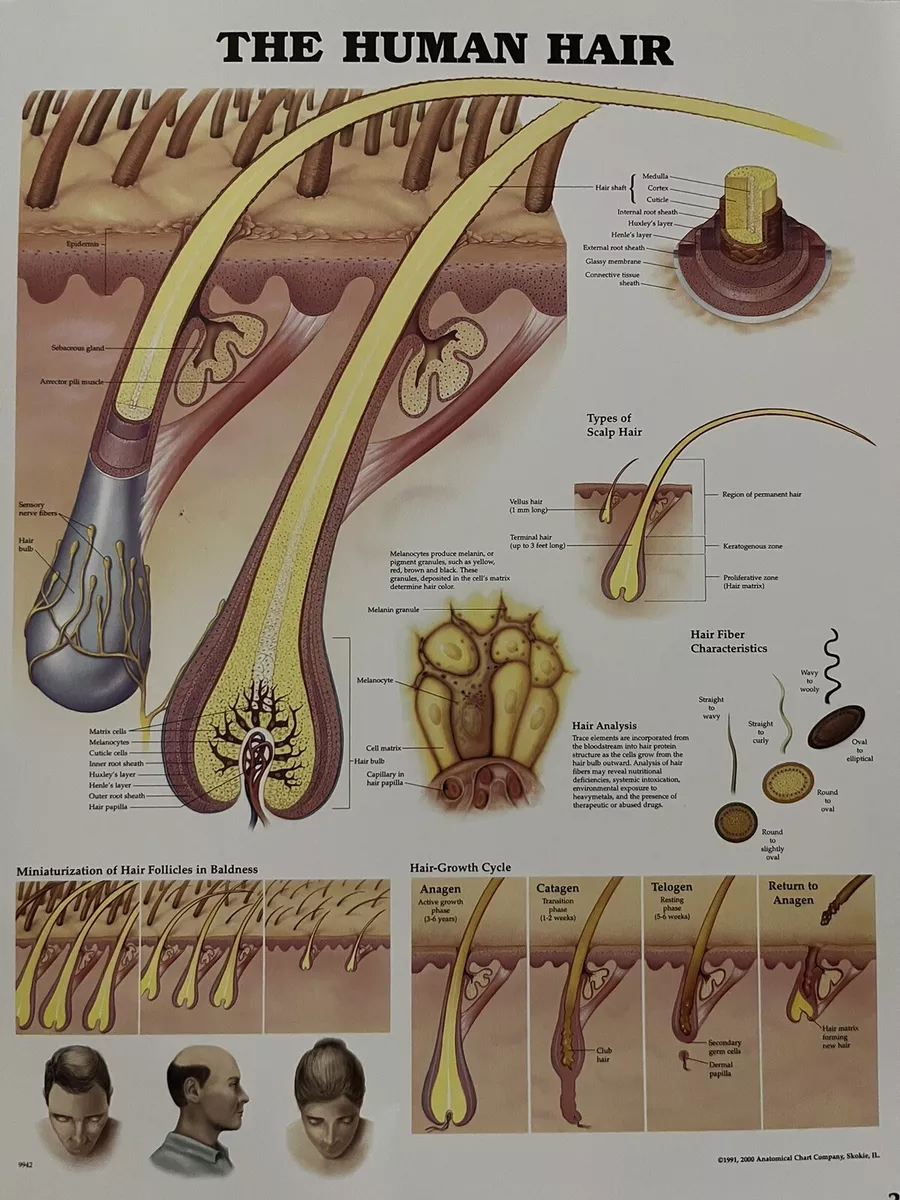 Anatomical Chart The Human Hair 11.25 x 14 Poster