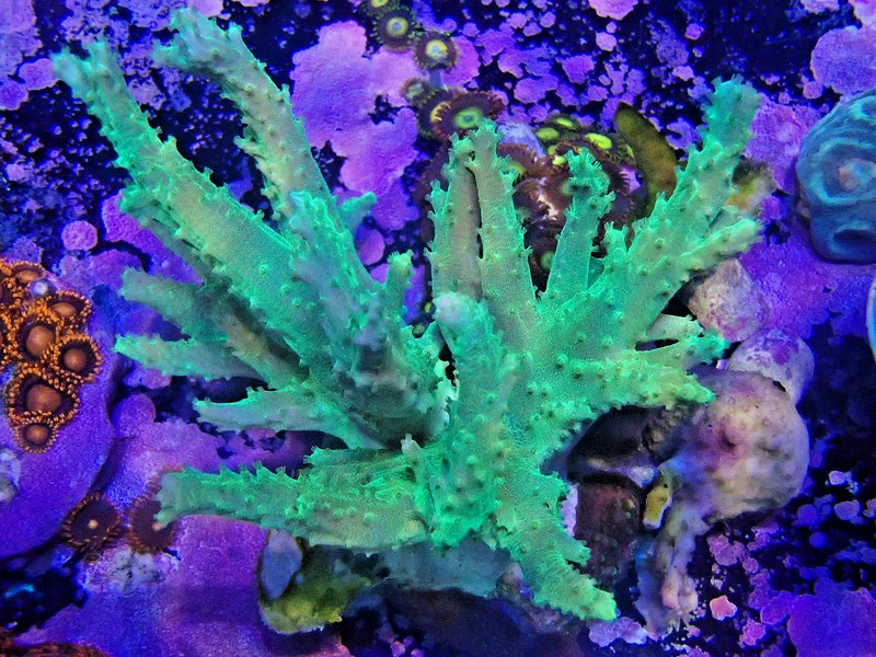 WYSIWYG green finger leather