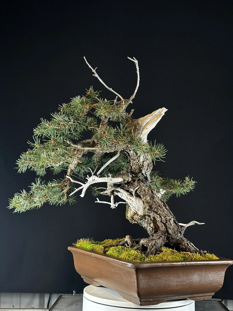 fake bonsai plants Kawaii Artificial Bonsai Tree – Kore Kawaii main image 0