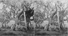 People Beneath Cowthorpe Oak An Oak Tree Renowned For Its Size Age- Old Photo
