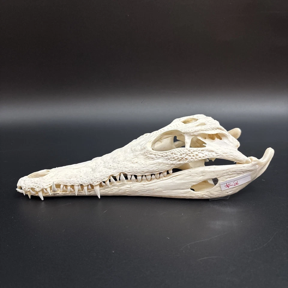 Krokodilschädel Crocodylus niloticus 25 cm! Cites Echtes Exemplar NEU - Bild 2 von 4