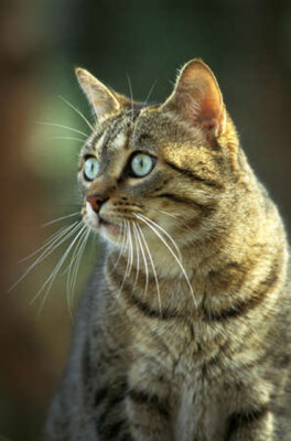 Wandbild: Portrait von Brown Tabby Hauskatze (187337583)