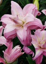 2 - LOTUS QUEEN Double Oriental Lily Flower Bulbs -  Eye Catching Blooms