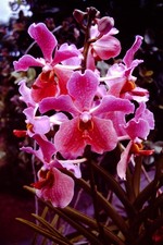 SEP  1980 Flowers Nature  Hawaii Kodachrome Slide CF-M