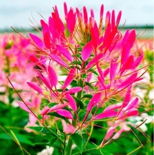 100 Cherry Queen Spider Seeds Clome Spinosa Perennial 1171 US Seller Butterfly