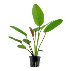 Echinodorus Barthii Tropica Live Aquarium Plant - EU Grown Shrimp & Snail Safe