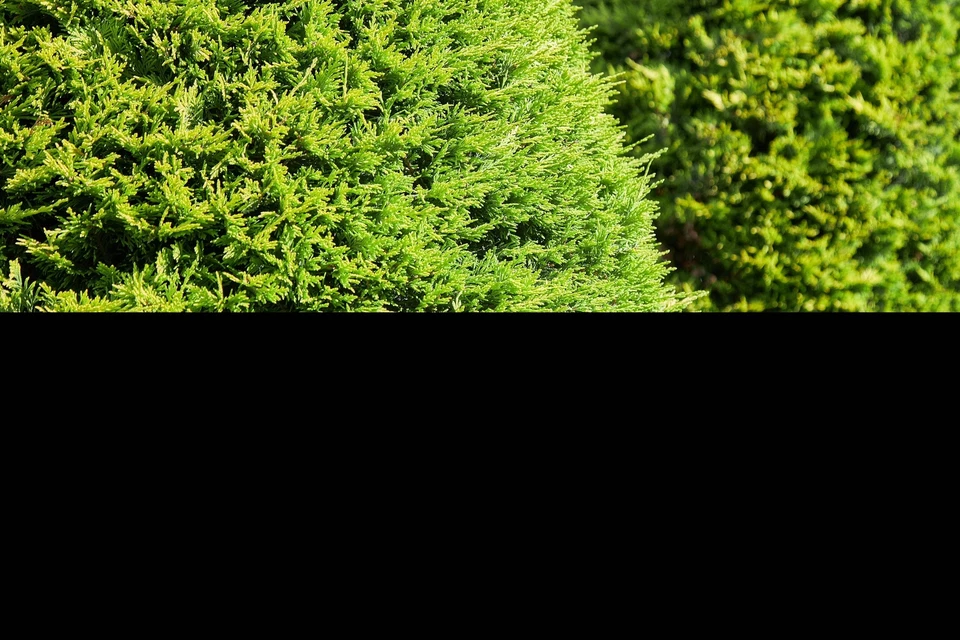 25 THUJA TREE Cedar Thuja Occidentalis Conifer Seeds - Image 3 of 4