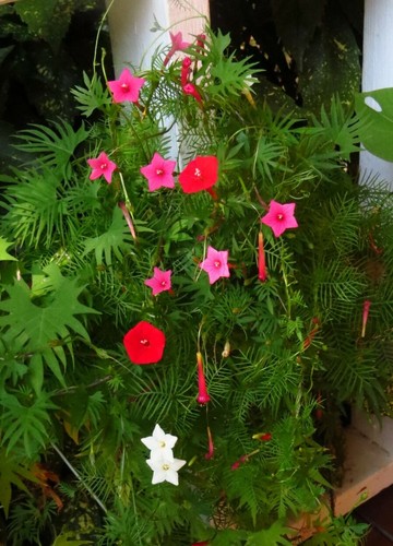 30+Tri Color Mix Cypress Hummingbird Vine Seeds(Cardinal Climber)Red,White,Pink. - Picture 5 of 12