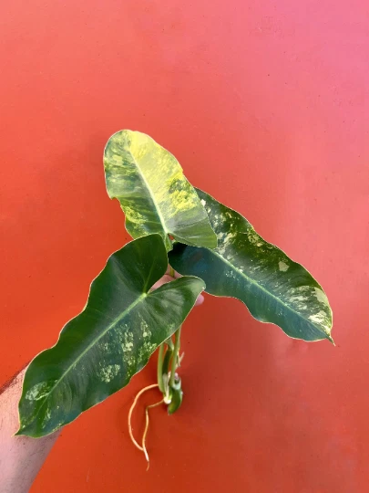 Variegated Burle Marx Philodendron Cutting | Air Roots w/ Nodes | House Plant - Image 3 of 4