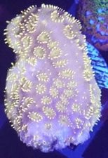 [WYSIWYG] WWC Golden Pavona Frag #2 Easy SPS Live Coral
