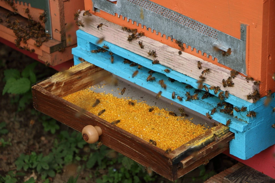 APICOLTURA GIANNINI Polline fresco congelato ITALIANO
