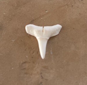 Modern Lemon Shark Tooth .50” Stunning Shape! Beautiful!