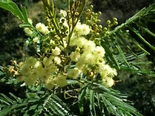 100 Acacia mearnsii Seeds ~ Black Wattle Seeds
