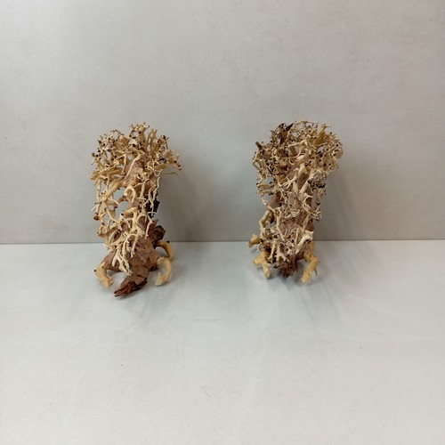 Lotto di 2 legni per acquario stile bonsai 23x17x10 cm raccolti e sagomati a mano - Foto 2 di 6
