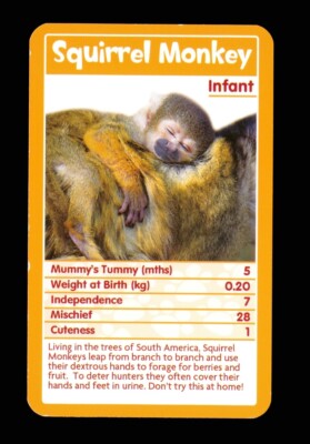 1 x Infokarte Baby Tier Eichhörnchen Affe Säugling   Q75