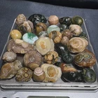 100% Natural Gobi Agate Eyes Agate Stone Collection Specimen 194G