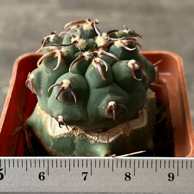 9-487 Gymnocalycium vatteri v. unguispinum (Grafted)