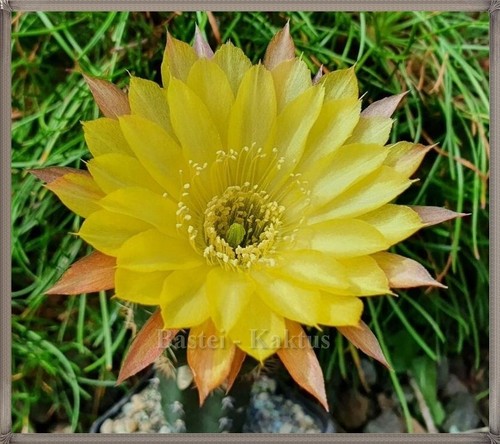 Kaktus, Kakteen, Echinopsis, Trichocereus-Hybride *** HJS.2020.049.HEL.01 *** - Bild 5 von 7