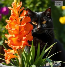 Zwiebeln orange Riesen-Gladiole Zwiebel Blumenzwiebeln winterhart & duftend