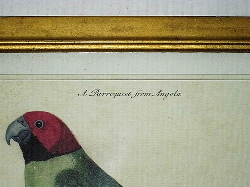 LITOGRAFIA d'epoca incorniciata - "Un pappagallo dall'Angola" piatto 14 E. Aidel? 1737 - Foto 4 di 7