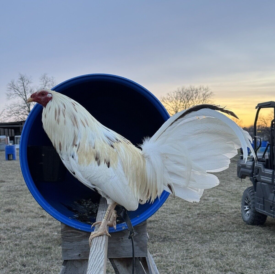7+ SHOWME FOWL Rambler Farms Line of White Kelso Hatching Game