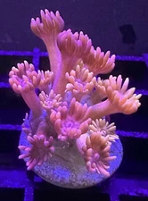 Live Coral Goniopora Red Long Tentacle