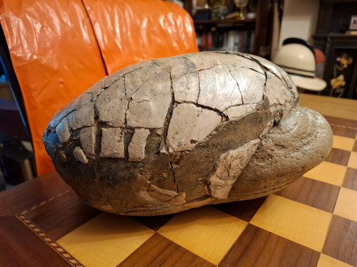 RARE Dinosaur Egg Or Marine Fossil ???? 65 Million Years Old 9.6kg 30x20x14cm *