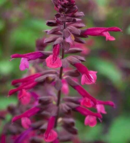 PERENNIAL SALVIA PLUG PLANTS PICK + MIX PAY ONLY ONE POSTAGE COST MIXED FLOWERS - Picture 71 of 88